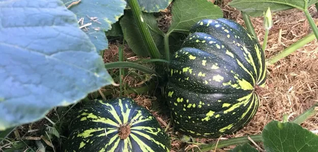 Pumpkin Growing