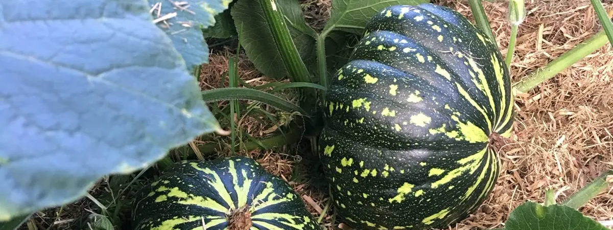 Pumpkin Growing